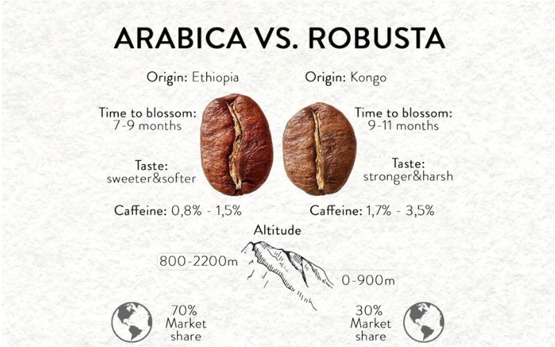 Caffeine Content in Robusta vs Arabica