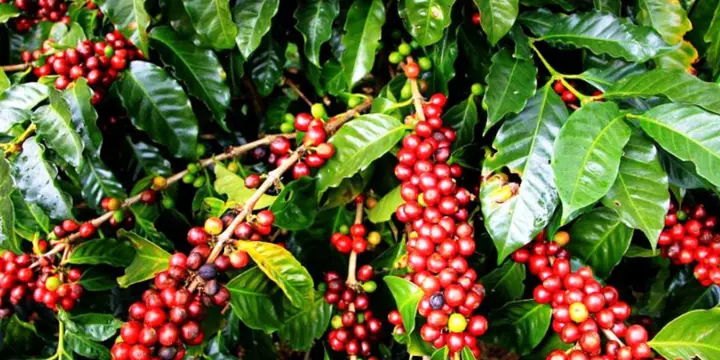 Cutting Out Layers Between the Farm and Your Warehouse - 1300'S Coffee