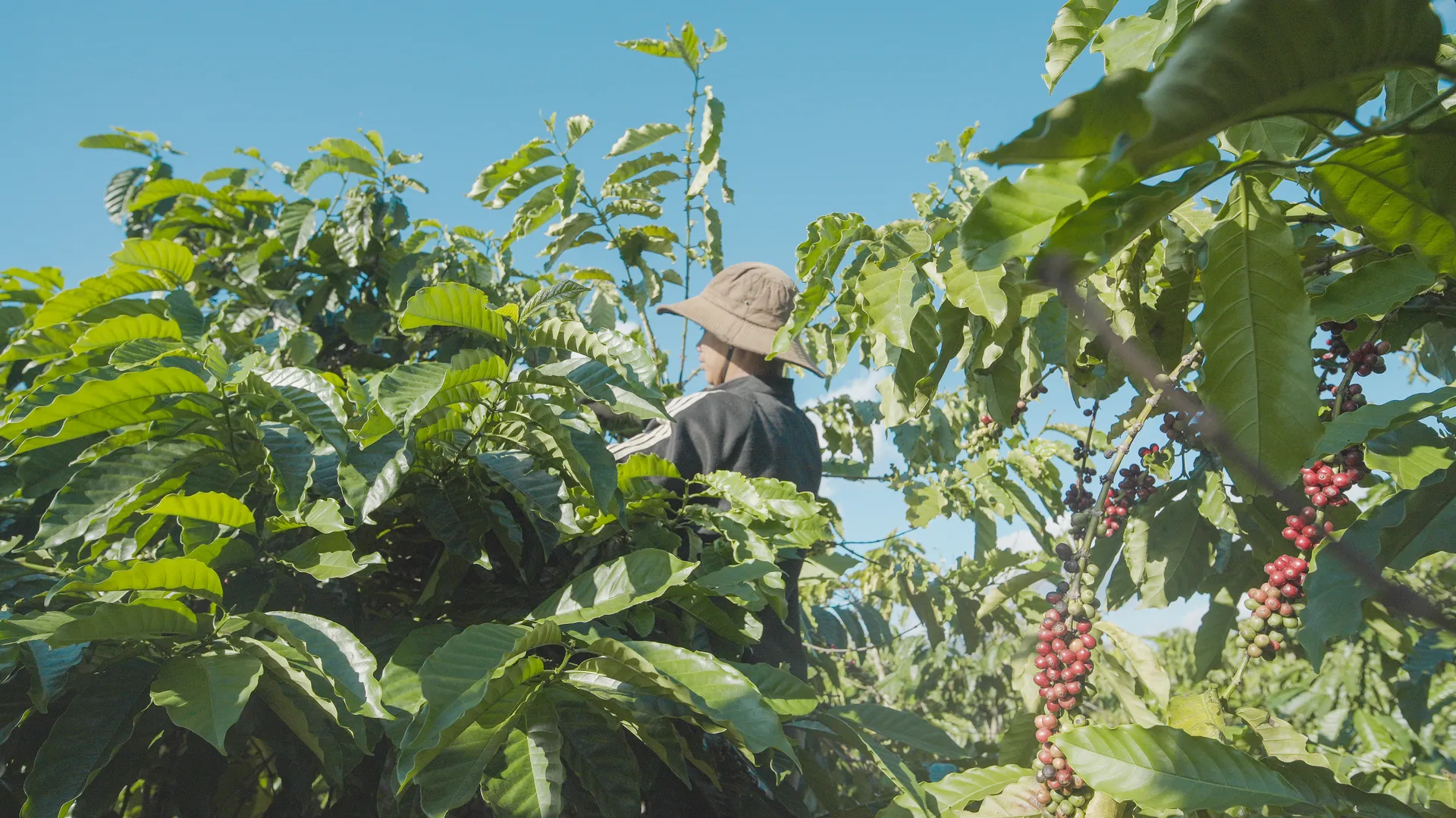 How We Selected These Speciality Coffee Suppliers - 1300s Coffee