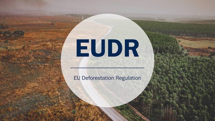 EU Deforestation Regulation - 1300s Coffee