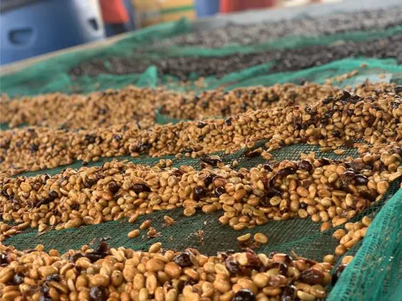 Embracing Experimental Fermentation Techniques - 1300'S Coffee