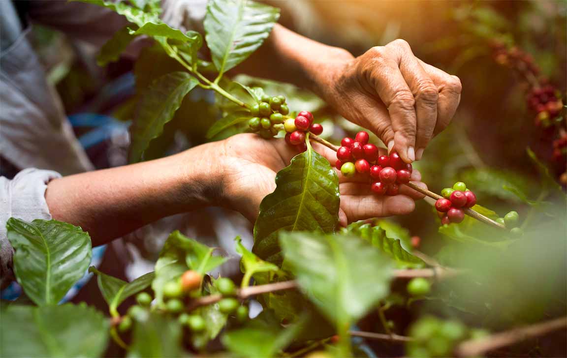 Ethically Sourced Coffee - 1300'S Coffee
