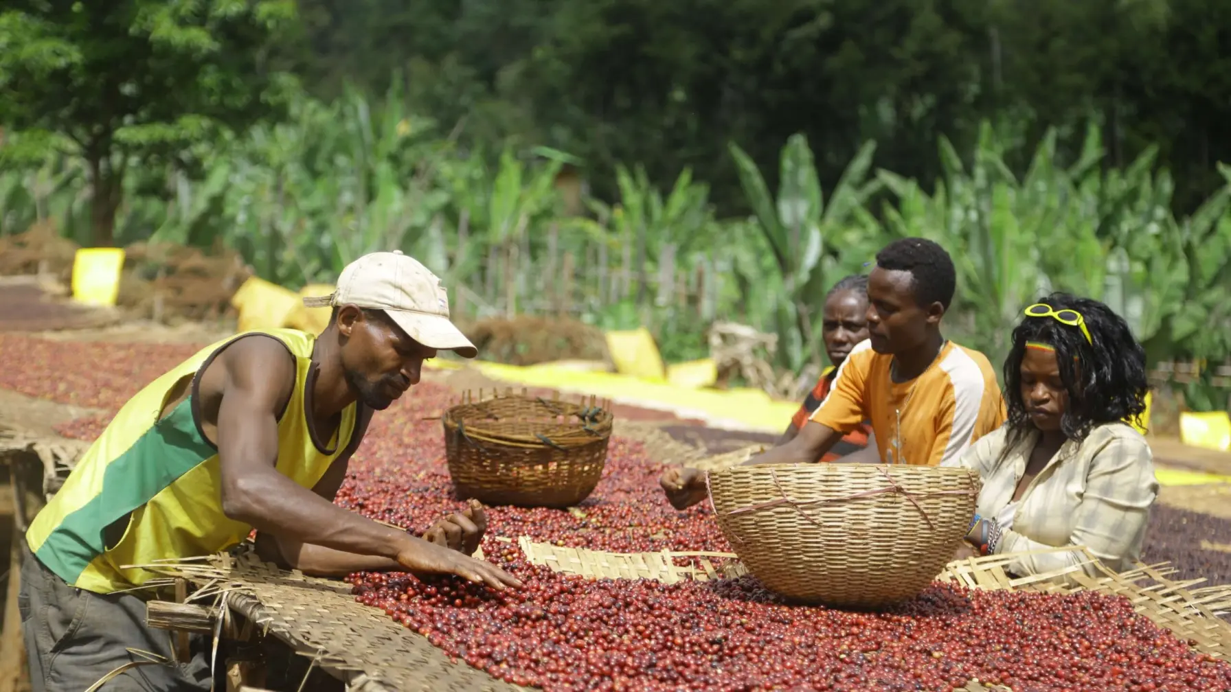 Ethiopia the Birthplace of Coffee - 1300'S Coffee