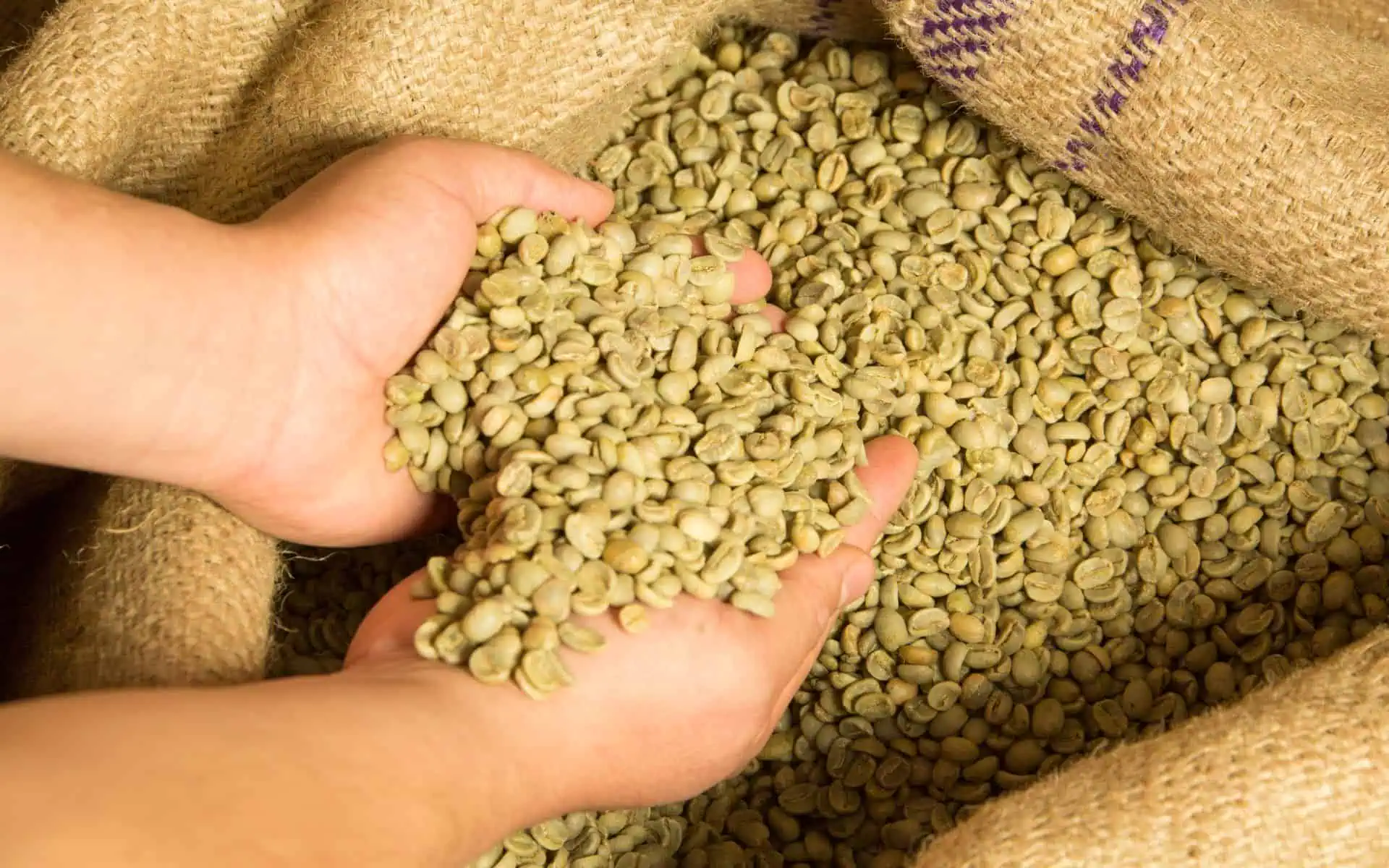 Fine Robusta Green Bean - 1300'S Coffee