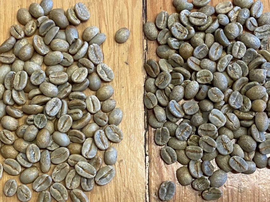 Grading Green Beans - 1300'S Coffee