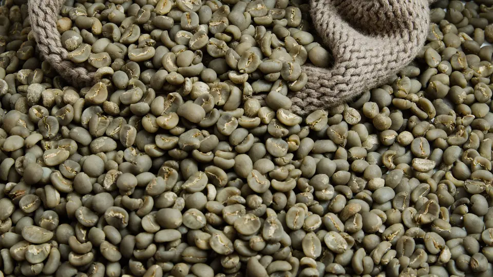 Green Bean Coffee Export - 1300'S Coffee
