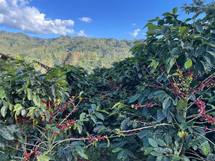 How to Choose an Organic Coffee Supplier Where to Start - 1300'S Coffee