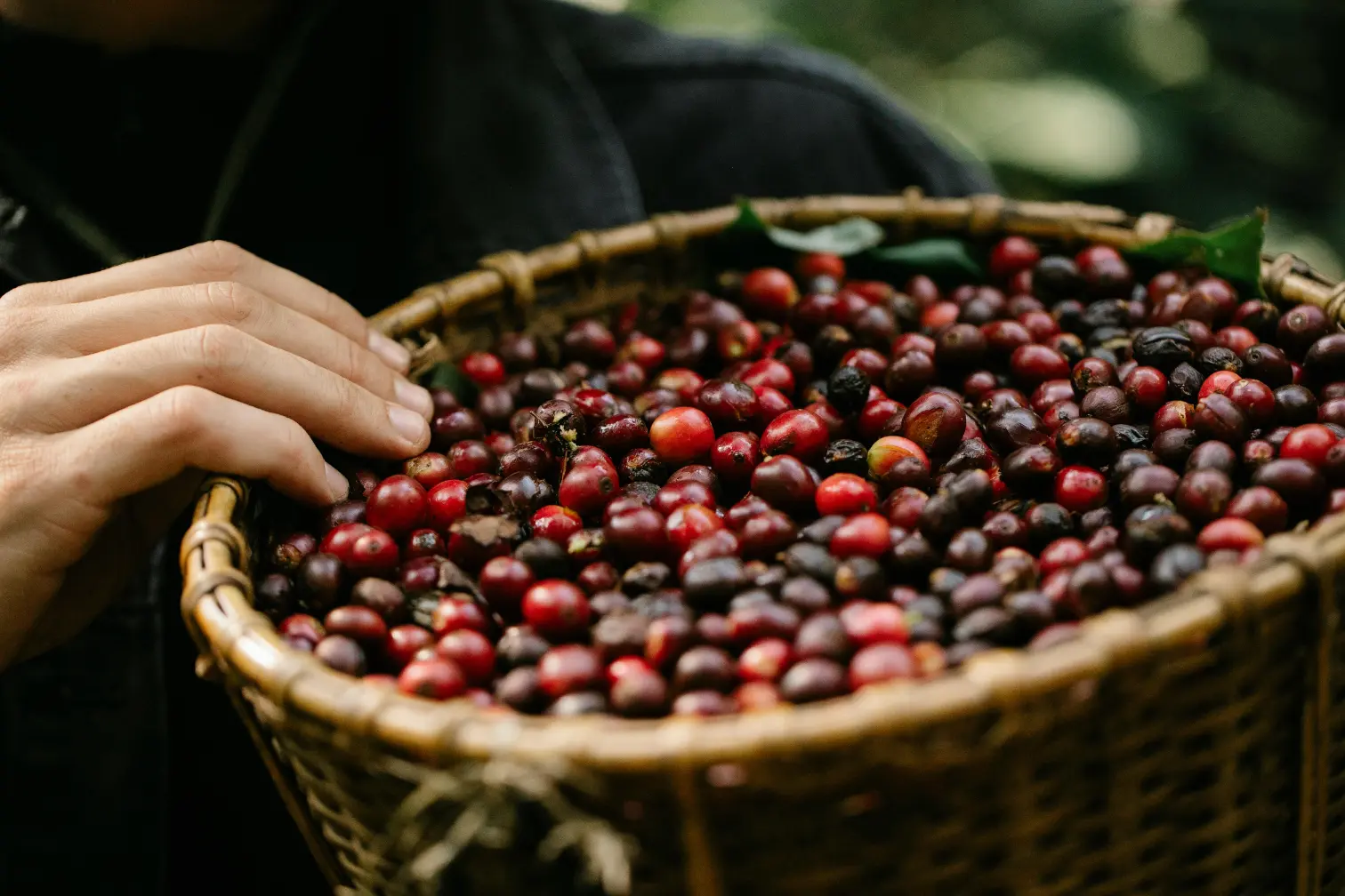 How to Evaluate an Ethical Sourcing Claim - 1300'S Coffee