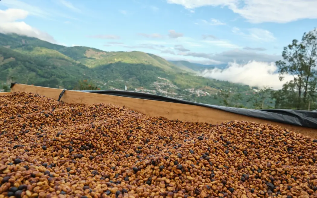 How to Import Coffee - 1300'S Coffee
