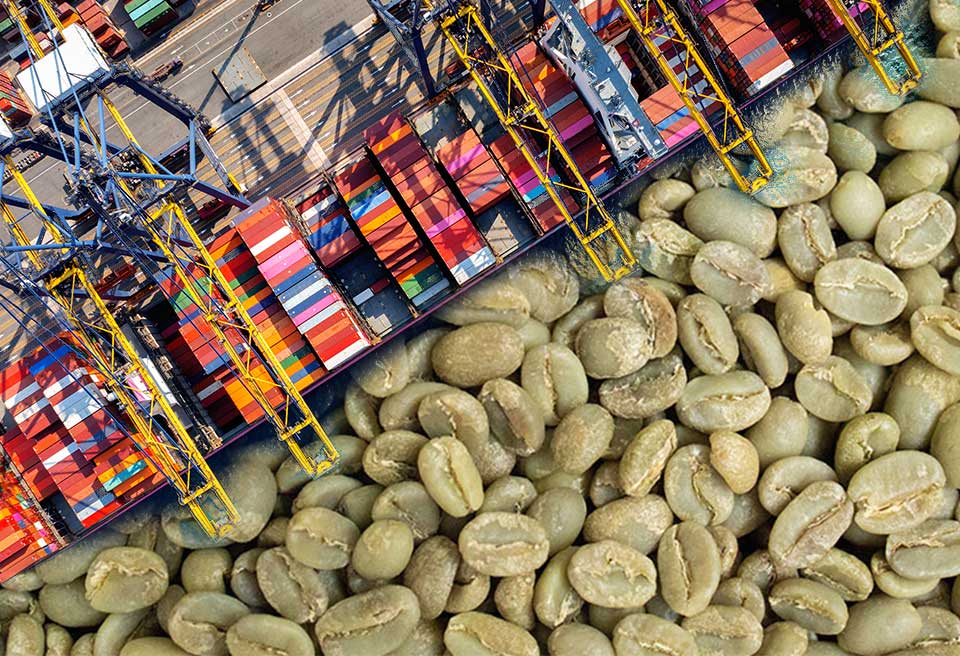 How to Start a Coffee Import - 1300'S Coffee