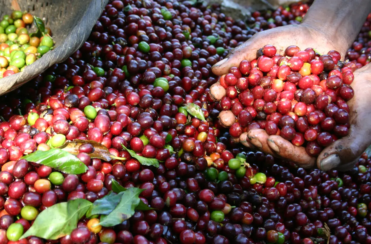 InterAmerican Coffee - 1300'S Coffee