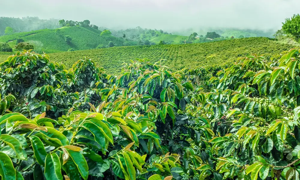 Looking Past the Direct Label to the Actual Chain - 1300'S Coffee