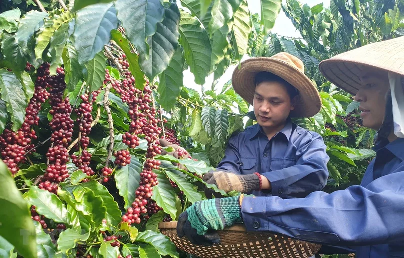 Phuc Sinh Coffee - 1300'S Coffee