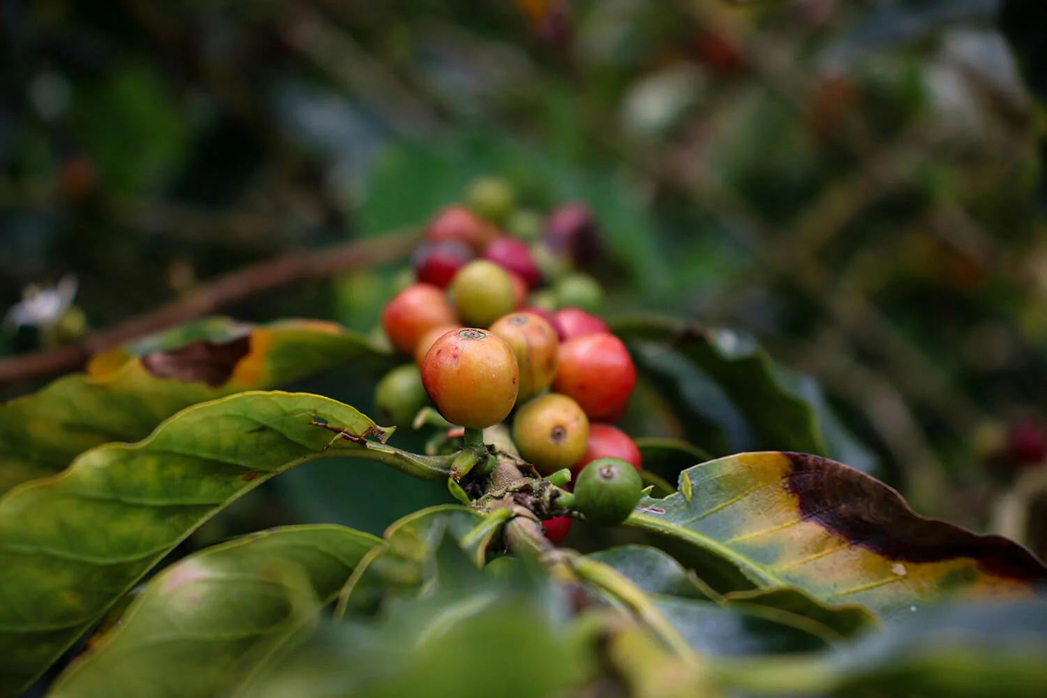 Regional Growth Is Not Uniform - 1300'S Coffee