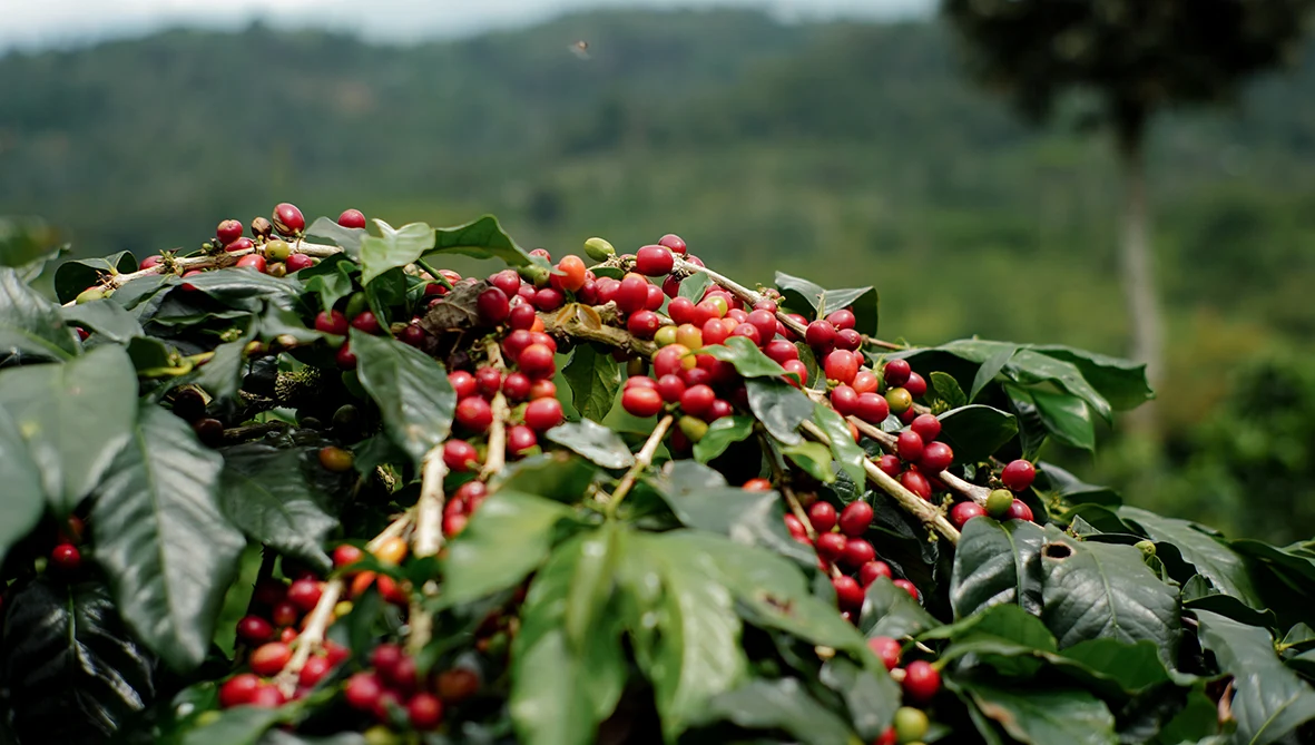 Robusta coffee beans - 1300'S Coffee