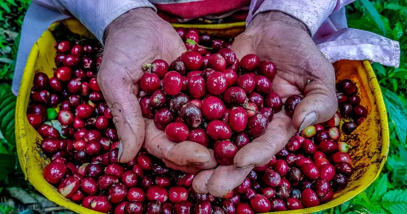 Single Source vs Single Origin - 1300'S Coffee
