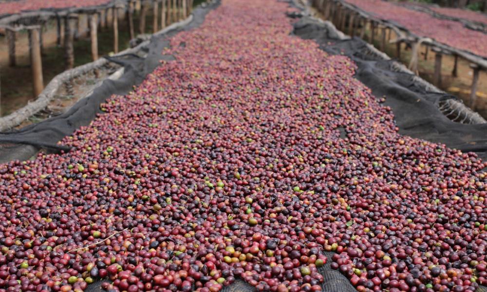Sourcing Beans for Commercial Espresso Programs - 1300'S Coffee