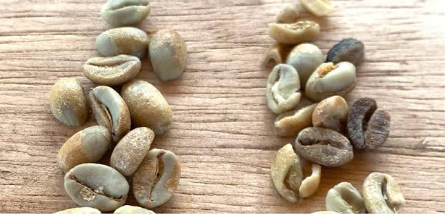 Specialty Grade vs Commercial Grade A Direct Comparison - 1300'S Coffee