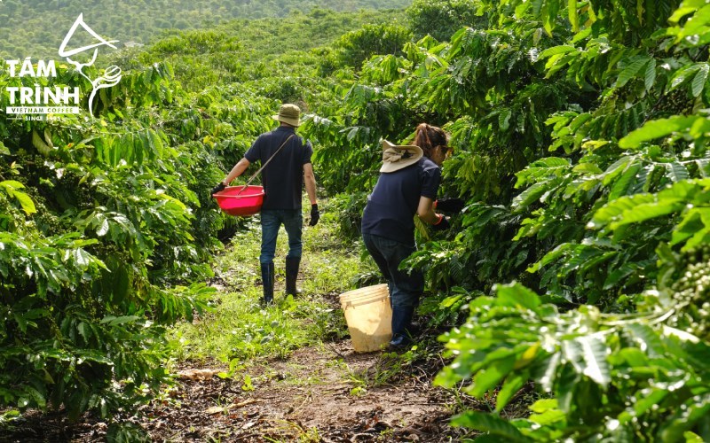 Tam-Trinh-Coffee-Controls-the-Raw-Material-Supply-Area - 1300s Cofee