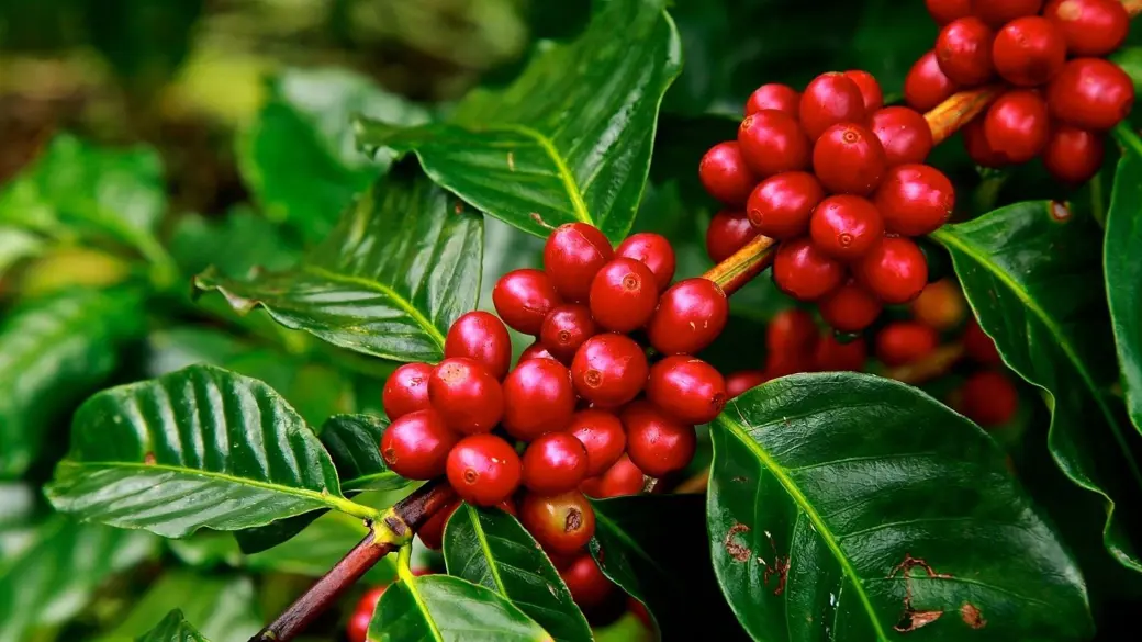 The Coffee Plant and Its Cherries - 1300'S Coffee