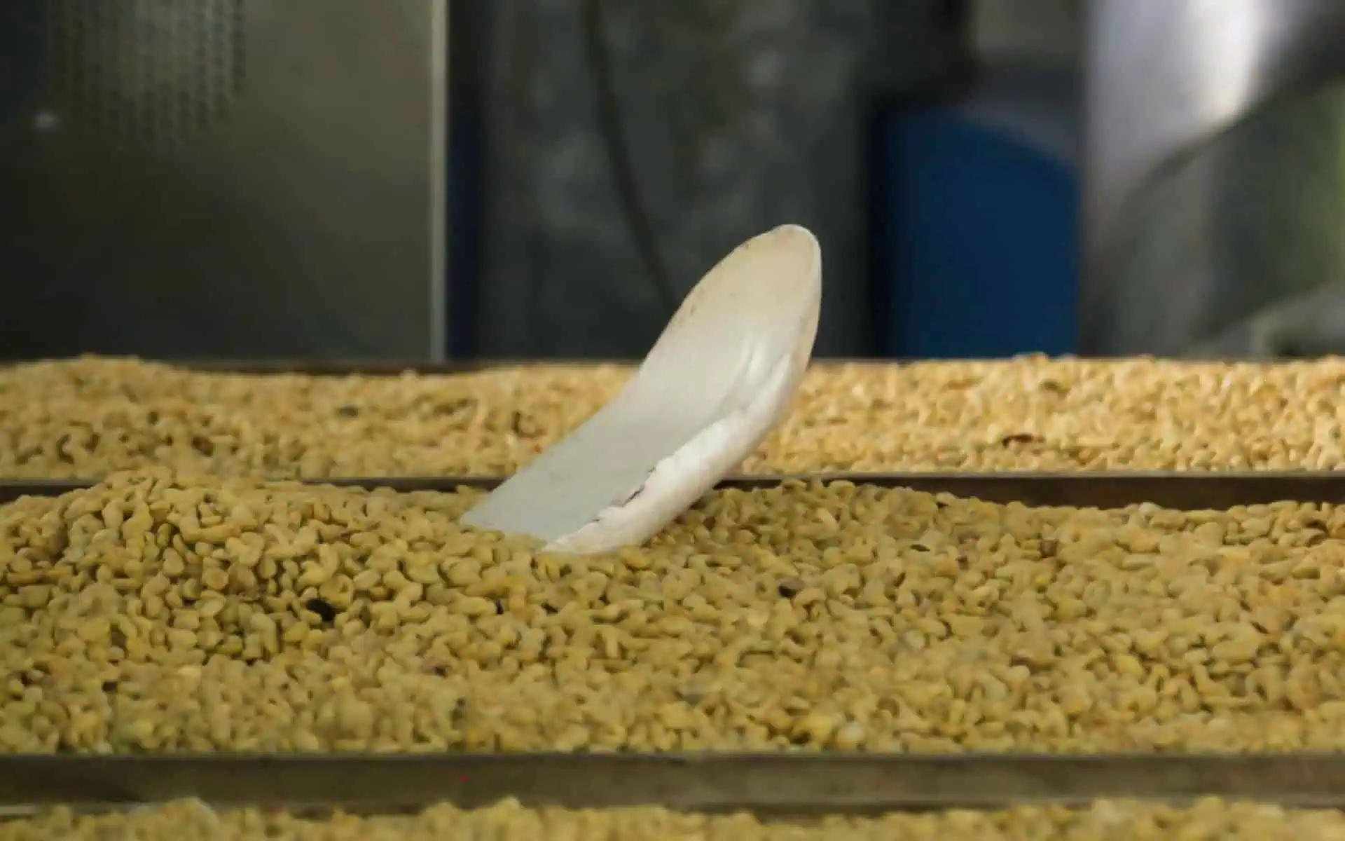 Traceability That Goes Deeper of Coffee - 1300'S Coffee