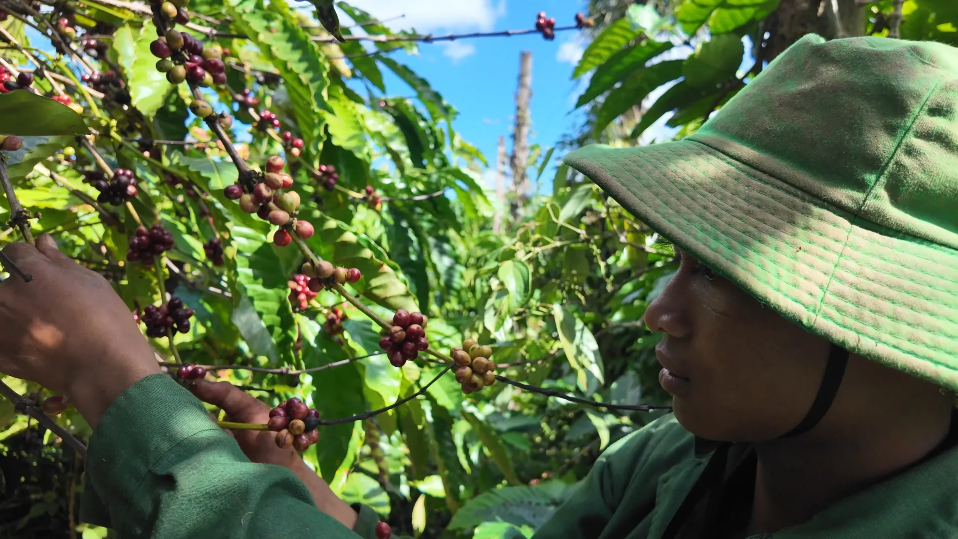 Raw Material - 1300'S Coffee