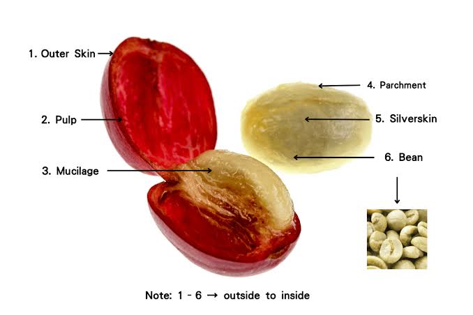 What Are the Raw Materials for Coffee The Cherry Itself - 1300'S Coffee